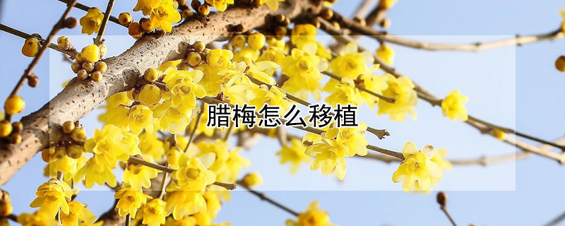腊梅怎么移植 腊梅怎么移植最好