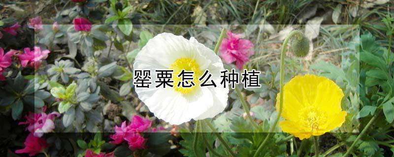 罂粟怎么种植 罂粟怎么种植方法视频