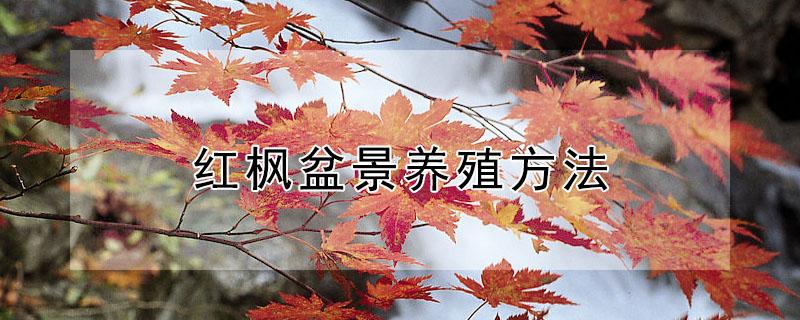 红枫盆景养殖方法 盆栽红枫为什么难养