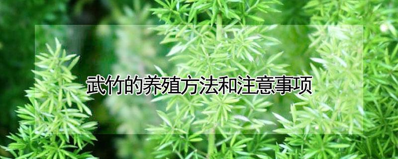 武竹的养殖方法和注意事项（武竹的养殖方法和注意事项是什么）