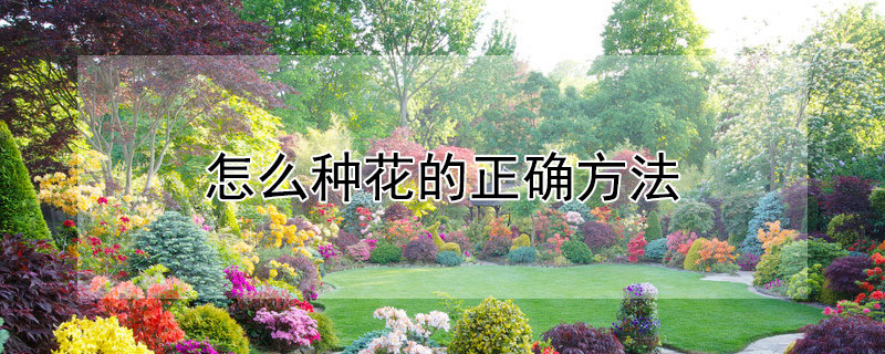 怎么种花的正确方法（怎么种花的正确方法作文）