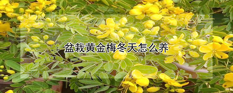 盆栽黄金梅冬天怎么养（黄金梅冬天怎么养护）