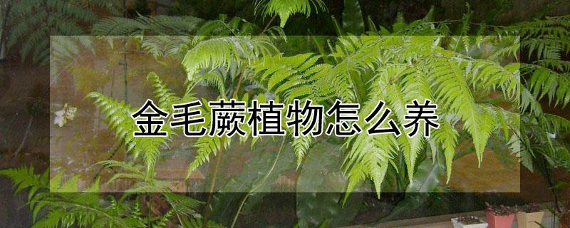 金毛蕨植物怎么养（金毛蕨植物怎么养护和浇水）