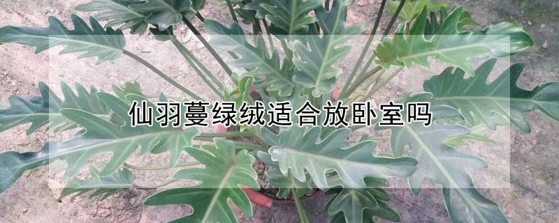 仙羽蔓绿绒适合放卧室吗（仙羽蔓绿绒可以放卧室吗）