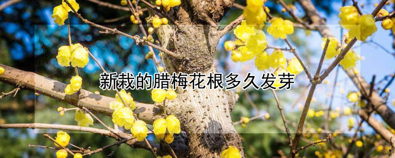 新栽的腊梅花根多久发芽（腊梅根部新枝怎么处理）