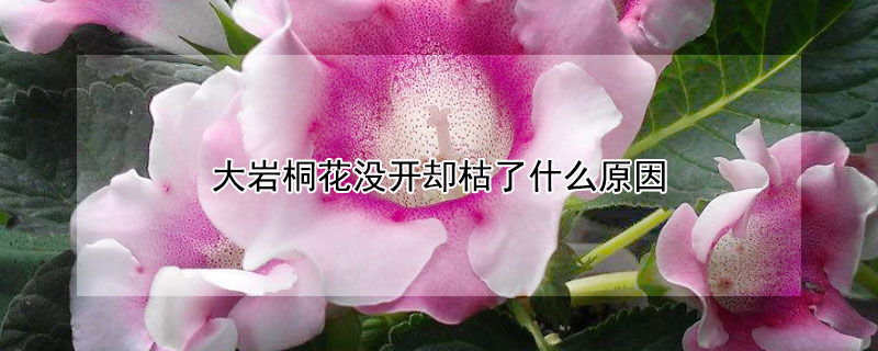 大岩桐花没开却枯了什么原因（大岩桐花枯萎了怎么办）