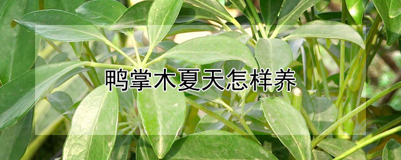 鸭掌木夏天怎样养 鸭掌木如何度夏