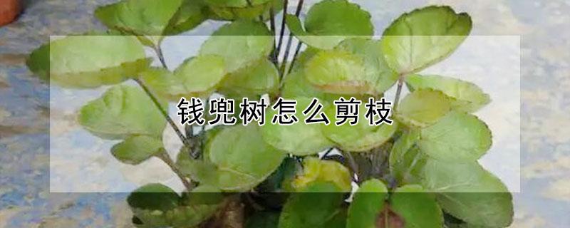 钱兜树怎么剪枝 钱兜树怎么剪枝图解