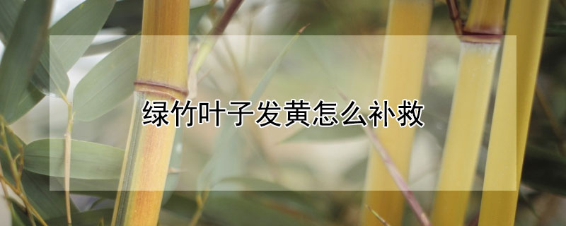 绿竹叶子发黄怎么补救（绿竹叶子发黄怎么补救视频）