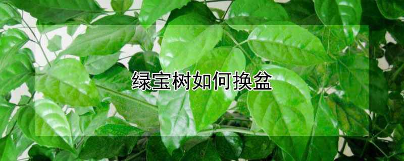 绿宝树如何换盆（绿宝树如何换盆换土）