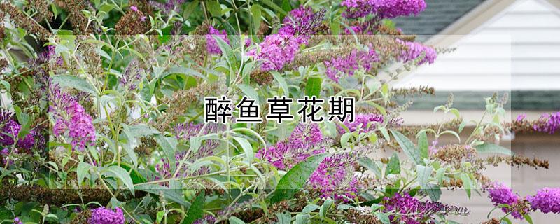 醉鱼草花期 醉鱼草花期和颜色