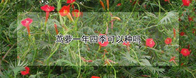 茑萝一年四季可以种吗（茑萝夏季可以种吗）