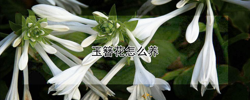 玉簪花怎么养 荷兰玉簪花怎么养