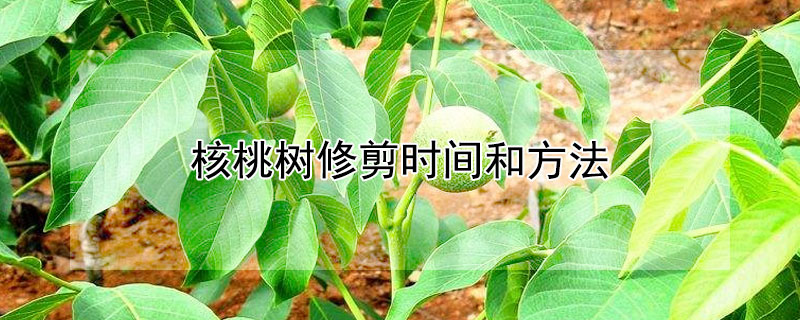 核桃树修剪时间和方法（核桃树修剪时间和方法图片）