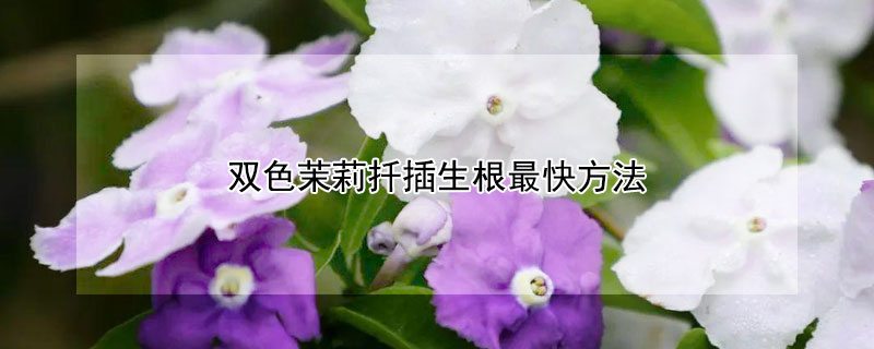 双色茉莉扦插生根最快方法 双色茉莉扦插生根最快方法视频