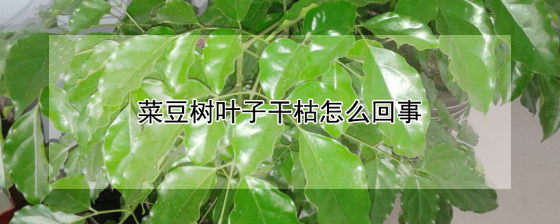 菜豆树叶子干枯怎么回事 菜豆树叶子干枯怎么回事儿