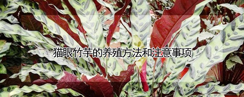 猫眼竹芋的养殖方法和注意事项 猫眼竹芋的寓意风水