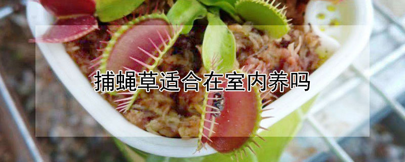 捕蝇草适合在室内养吗 捕蝇草在家里能养活吗