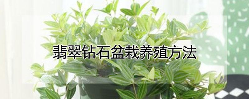 翡翠钻石盆栽养殖方法（翡翠钻石盆栽怎样繁殖）