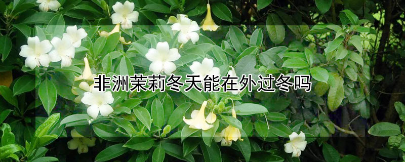 非洲茉莉冬天能在外过冬吗 非洲茉莉冬天怕冻吗