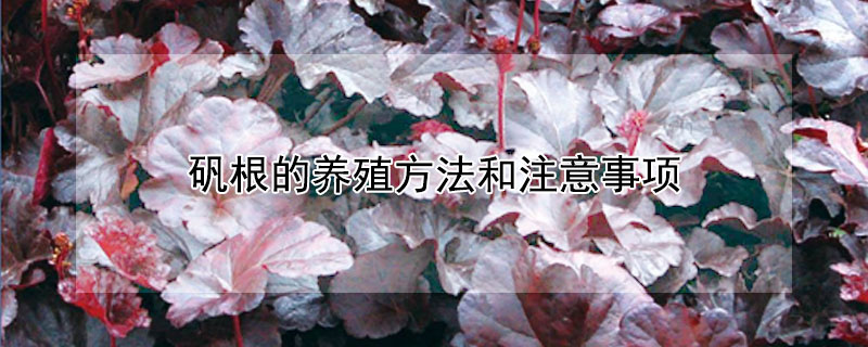 矾根的养殖方法和注意事项（矾根的养殖方法和注意事项隔夜茶叶）