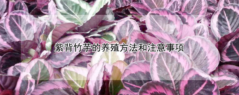 紫背竹芋的养殖方法和注意事项（天鹅绒紫背竹芋的养殖方法和注意事项）