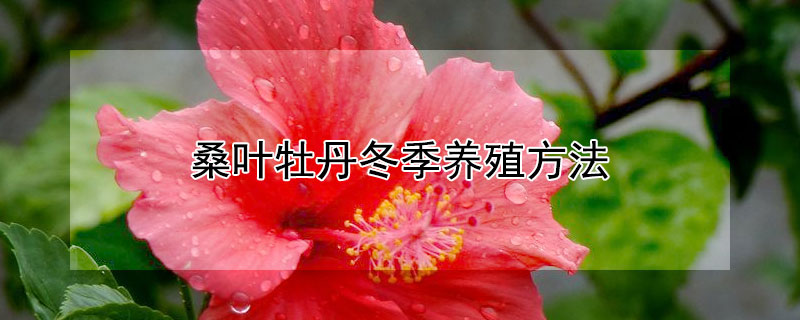 桑叶牡丹冬季养殖方法（桑叶牡丹冬季养殖方法和技术）