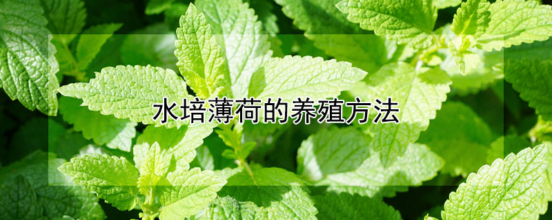 水培薄荷的养殖方法 水培薄荷的养殖方法视频