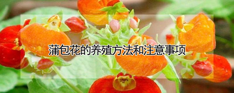 蒲包花的养殖方法和注意事项（蒲包花的养殖方法和注意事项）