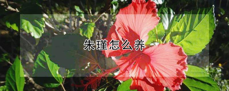朱瑾怎么养 怎样养朱瑾花