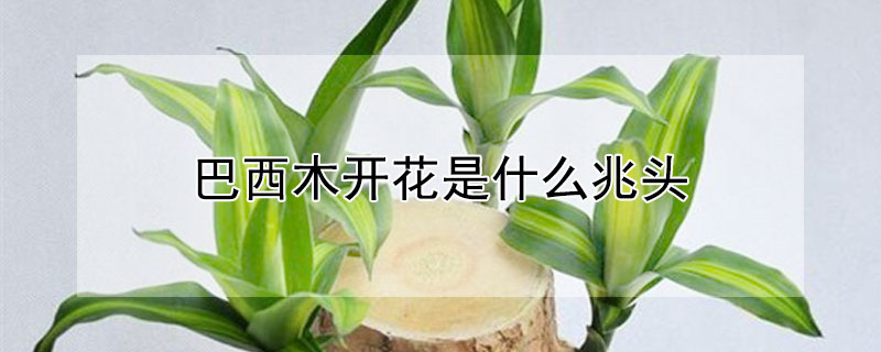 巴西木开花是什么兆头 巴西木开花是什么兆头视频