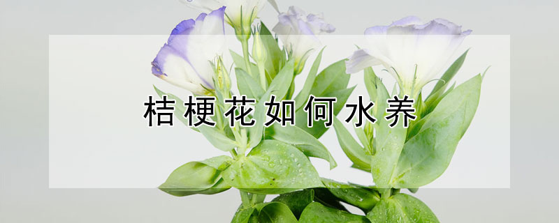 桔梗花如何水养（桔梗花如何水养才能开花）