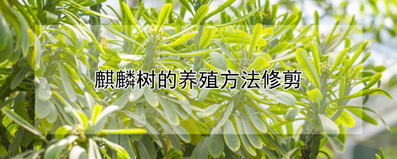 麒麟树的养殖方法修剪 麒麟树的养殖方法修剪视频