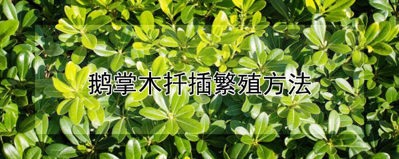 鹅掌木扦插繁殖方法 鹅掌木扦插繁殖方法多少天可以生根