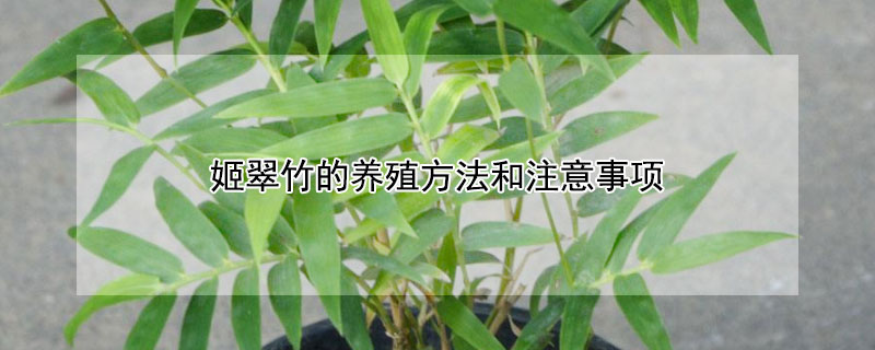 姬翠竹的养殖方法和注意事项 家里为什么不能养竹子