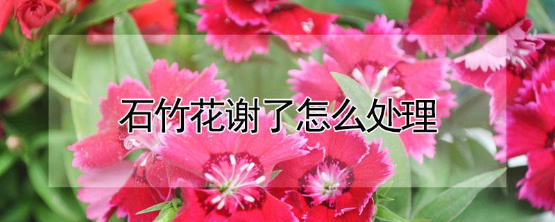 石竹花谢了怎么处理（石竹花谢了怎么处理好）