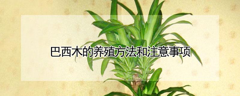 巴西木的养殖方法和注意事项 室内巴西木的养殖方法和注意事项