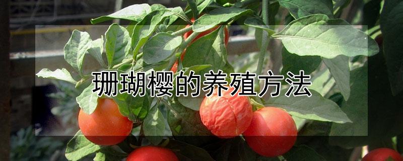 珊瑚樱的养殖方法（珊瑚樱的养殖方法和注意事项视频）