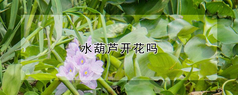 水葫芦开花吗 水葫芦开花图片