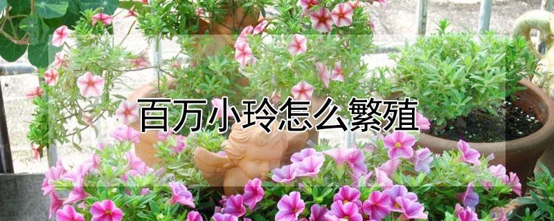 百万小玲怎么繁殖（百万小玲可以扦插吗）