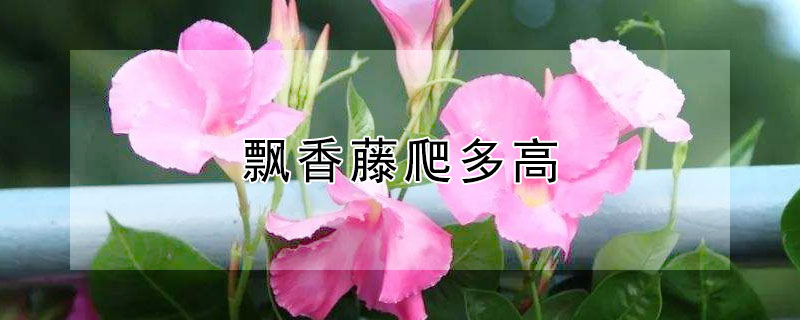 飘香藤爬多高（飘香藤爬多高的树）