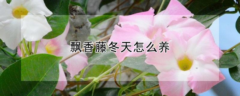 飘香藤冬天怎么养（飘香藤冬天怎么养才能开花）