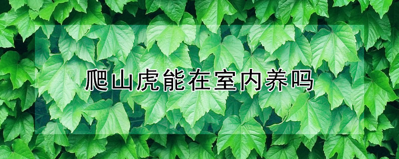 爬山虎能在室内养吗（爬山虎风水禁忌 十大）