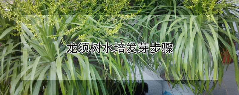 龙须树水培发芽步骤（龙须树扦插水培方法图解）
