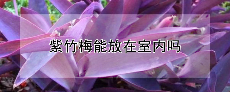 紫竹梅能放在室内吗 紫竹梅能放在室内养吗