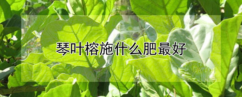 琴叶榕施什么肥最好（琴叶榕施什么肥最好活）