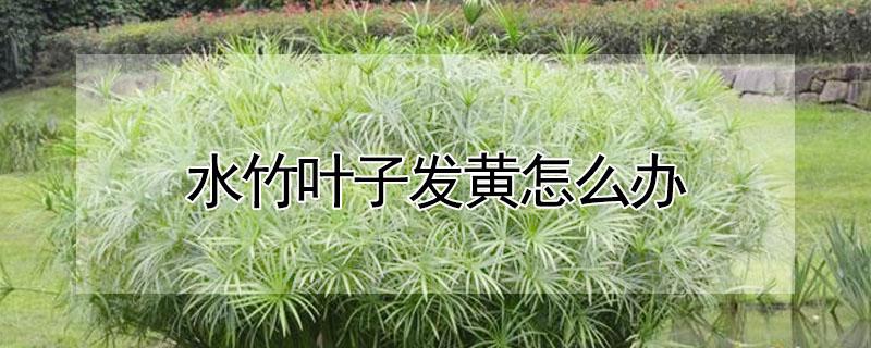 水竹叶子发黄怎么办（水竹叶子发黄怎么办可以放维生素C片吗）