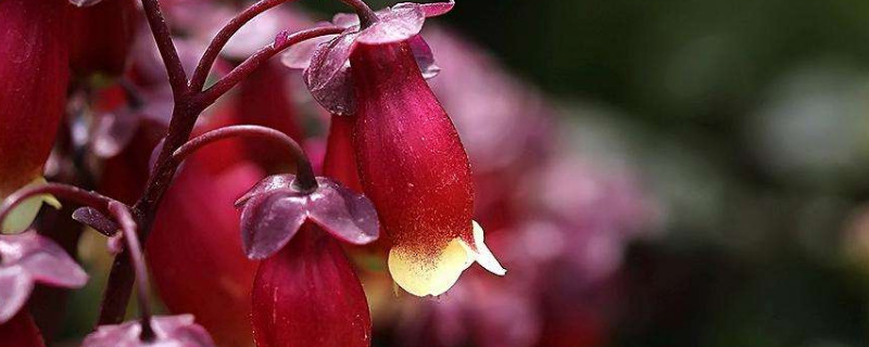 宫灯花什么时候开花 宫灯花一年开几次花