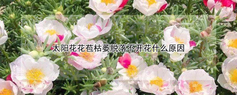 太阳花花苞枯萎脱落不开花什么原因 太阳花花苞枯萎脱落不开花,如何解决