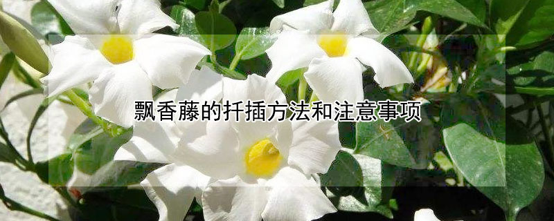 飘香藤的扦插方法和注意事项（飘香藤的扦插方法和注意事项图片）
